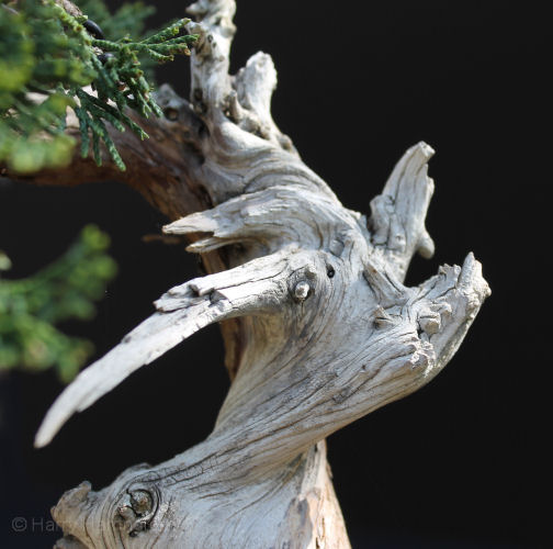 Juniper sabina literati bonsai